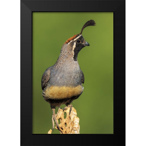 Gambels quail Black Modern Wood Framed Art Print by Archer, Ken