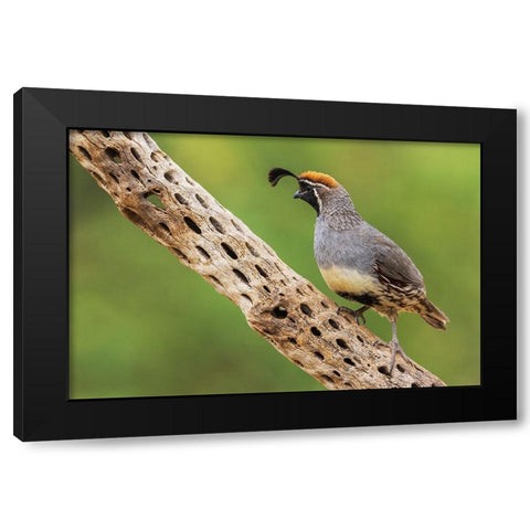 Male Gambels quail Black Modern Wood Framed Art Print by Archer, Ken