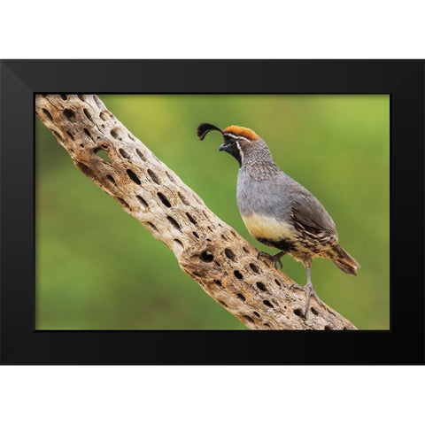 Male Gambels quail Black Modern Wood Framed Art Print by Archer, Ken