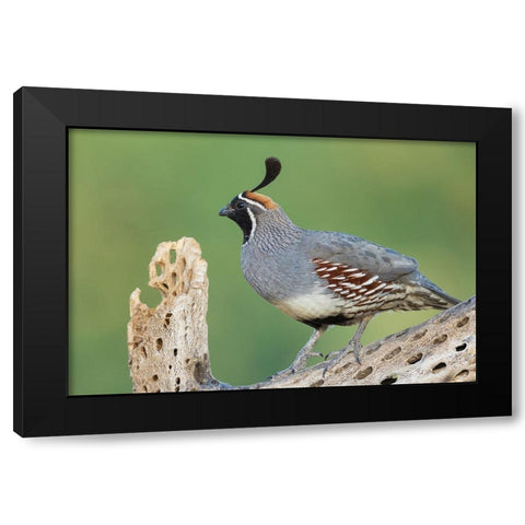 Male Gambels quail Black Modern Wood Framed Art Print with Double Matting by Archer, Ken