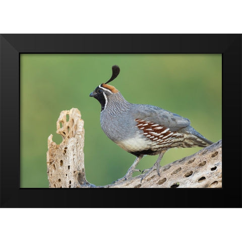 Male Gambels quail Black Modern Wood Framed Art Print by Archer, Ken