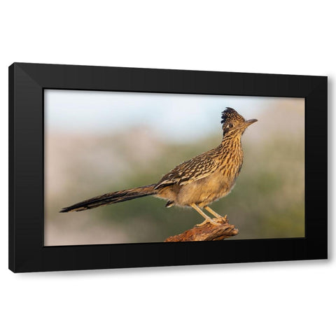 Greater roadrunner Black Modern Wood Framed Art Print with Double Matting by Archer, Ken