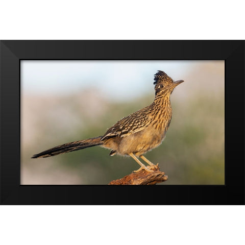 Greater roadrunner Black Modern Wood Framed Art Print by Archer, Ken
