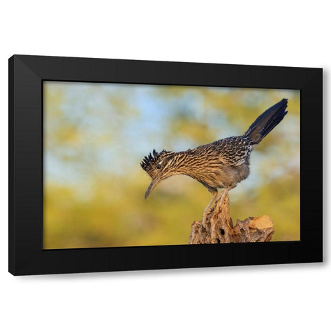 Greater roadrunner Black Modern Wood Framed Art Print by Archer, Ken