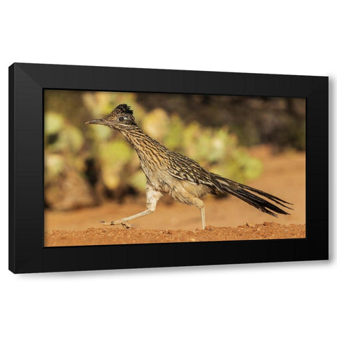 Greater roadrunner on the go Black Modern Wood Framed Art Print with Double Matting by Archer, Ken