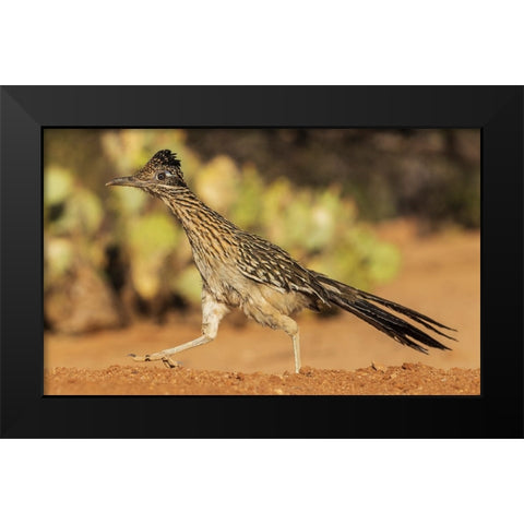 Greater roadrunner on the go Black Modern Wood Framed Art Print by Archer, Ken