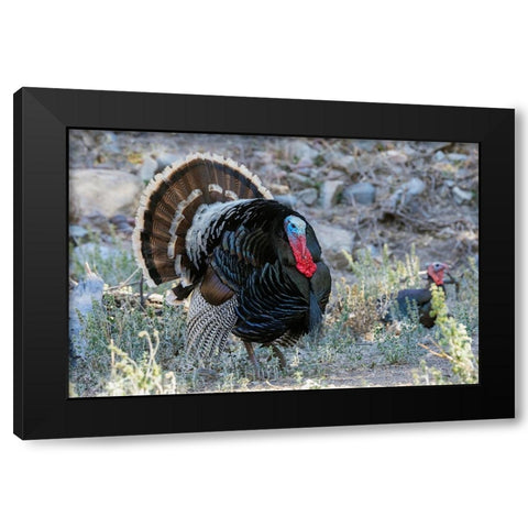 Merriams turkey courtship display Black Modern Wood Framed Art Print by Archer, Ken