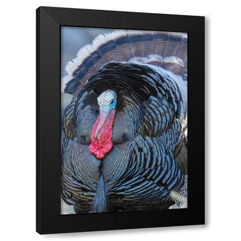 Merriams turkey close-up Black Modern Wood Framed Art Print with Double Matting by Archer, Ken