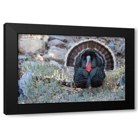 Merriams turkey courtship display Black Modern Wood Framed Art Print by Archer, Ken