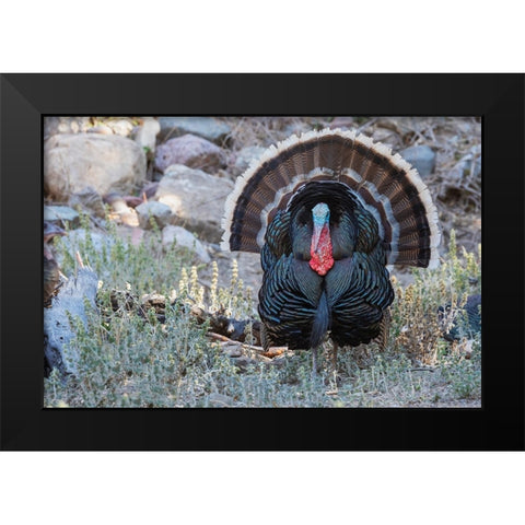 Merriams turkey courtship display Black Modern Wood Framed Art Print by Archer, Ken