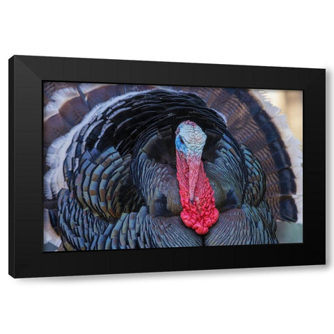 Merriams turkey courtship display Black Modern Wood Framed Art Print by Archer, Ken