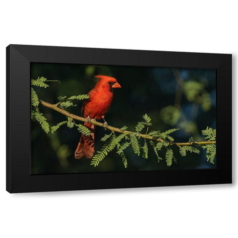 Northern cardinal Black Modern Wood Framed Art Print by Archer, Ken