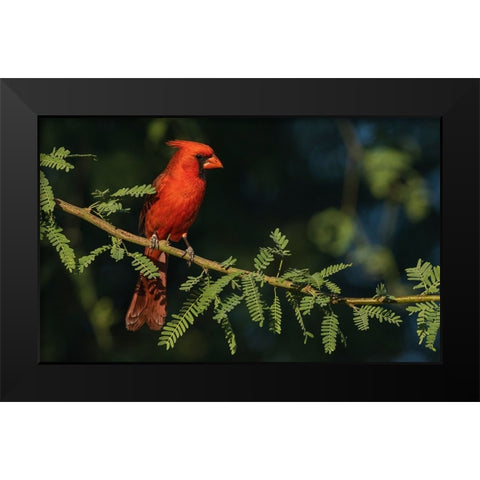 Northern cardinal Black Modern Wood Framed Art Print by Archer, Ken