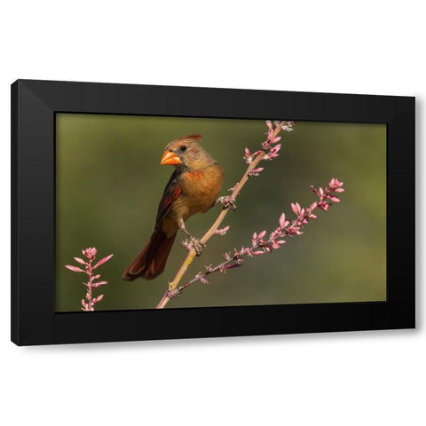 Female northern cardinal Black Modern Wood Framed Art Print with Double Matting by Archer, Ken