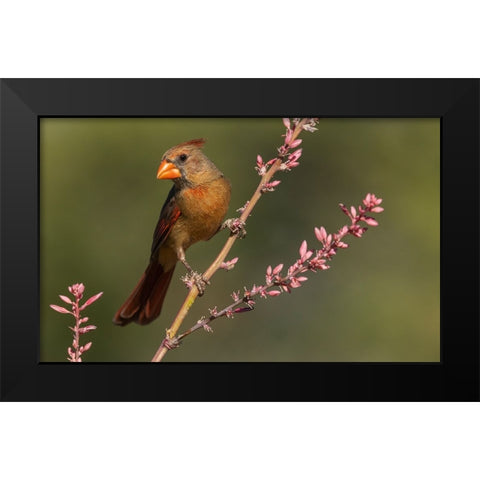 Female northern cardinal Black Modern Wood Framed Art Print by Archer, Ken