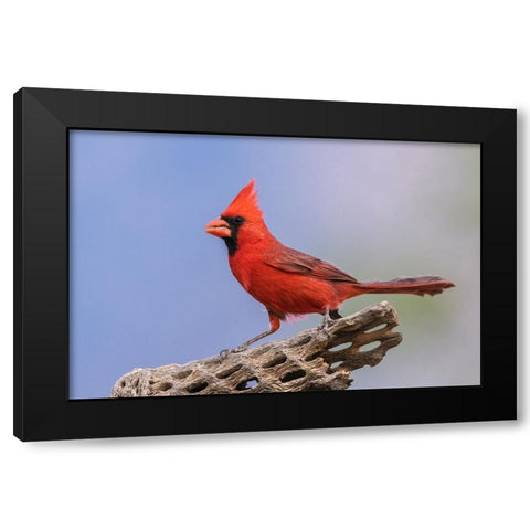 Northern cardinal Black Modern Wood Framed Art Print by Archer, Ken