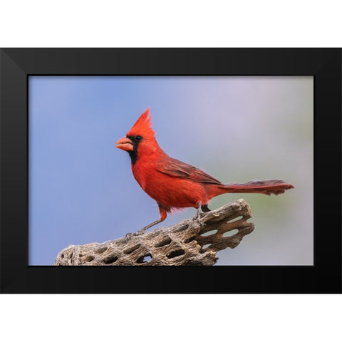 Northern cardinal Black Modern Wood Framed Art Print by Archer, Ken
