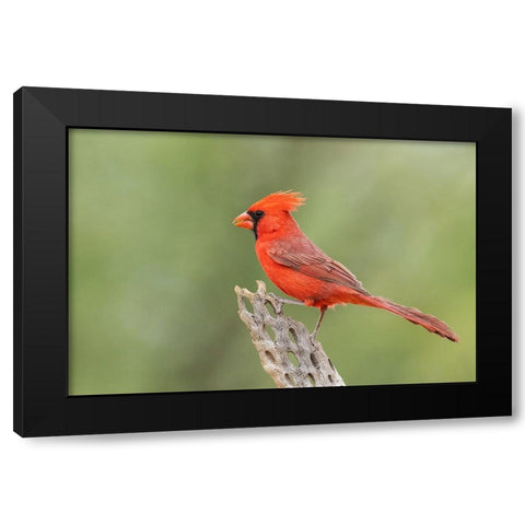 Northern cardinal Black Modern Wood Framed Art Print by Archer, Ken