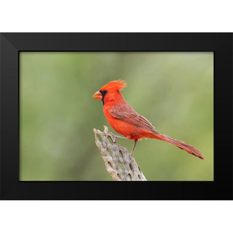 Northern cardinal Black Modern Wood Framed Art Print by Archer, Ken