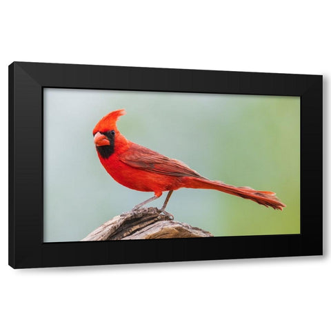 Northern cardinal Black Modern Wood Framed Art Print by Archer, Ken