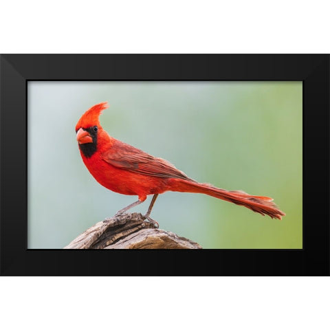 Northern cardinal Black Modern Wood Framed Art Print by Archer, Ken