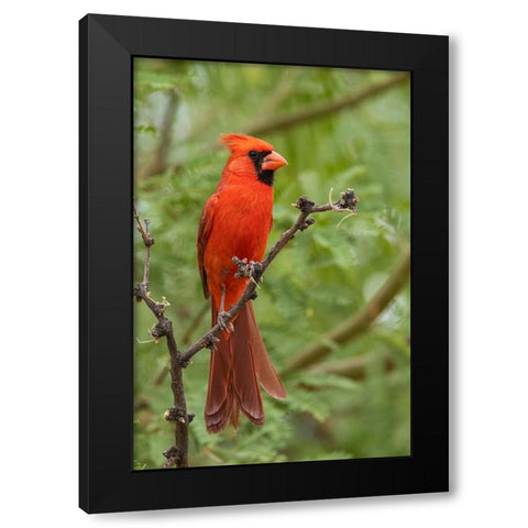 Northern cardinal Black Modern Wood Framed Art Print by Archer, Ken