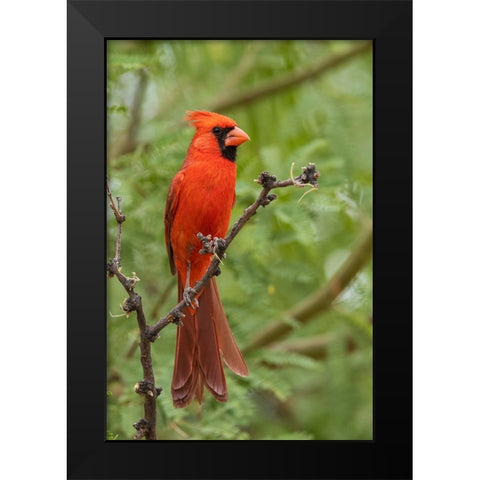 Northern cardinal Black Modern Wood Framed Art Print by Archer, Ken