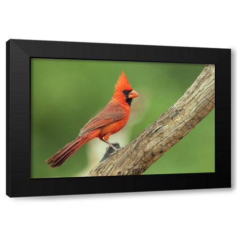 Northern cardinal Black Modern Wood Framed Art Print by Archer, Ken