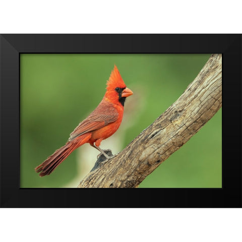 Northern cardinal Black Modern Wood Framed Art Print by Archer, Ken