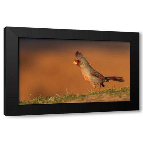 Male pyrrhuloxia Black Modern Wood Framed Art Print with Double Matting by Archer, Ken