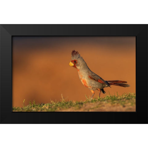 Male pyrrhuloxia Black Modern Wood Framed Art Print by Archer, Ken