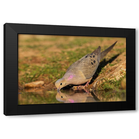 Mourning dove Black Modern Wood Framed Art Print by Archer, Ken