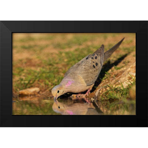 Mourning dove Black Modern Wood Framed Art Print by Archer, Ken