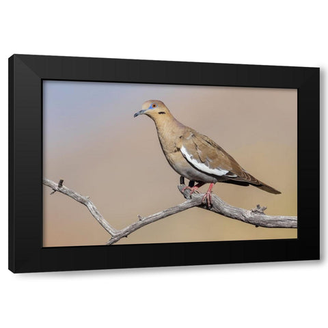 White-winged dove Black Modern Wood Framed Art Print with Double Matting by Archer, Ken