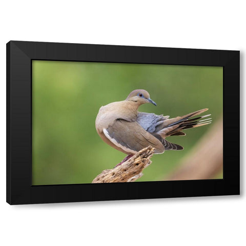 White-winged dove preening Black Modern Wood Framed Art Print with Double Matting by Archer, Ken