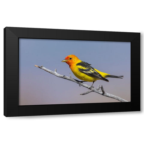 Western tanager Black Modern Wood Framed Art Print with Double Matting by Archer, Ken
