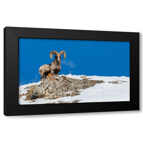 Bighorn sheep ram-frosty breath Black Modern Wood Framed Art Print by Archer, Ken