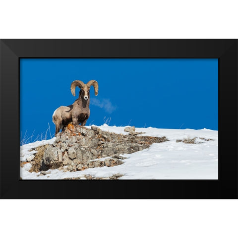 Bighorn sheep ram-frosty breath Black Modern Wood Framed Art Print by Archer, Ken