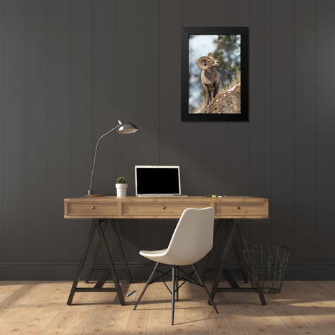 Bighorn sheep ram Black Modern Wood Framed Art Print by Archer, Ken