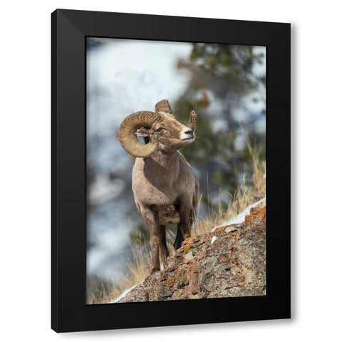 Bighorn sheep ram Black Modern Wood Framed Art Print by Archer, Ken