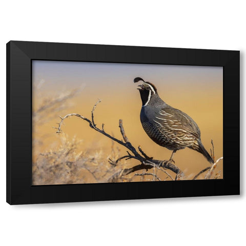 Male California quail calling Black Modern Wood Framed Art Print with Double Matting by Archer, Ken