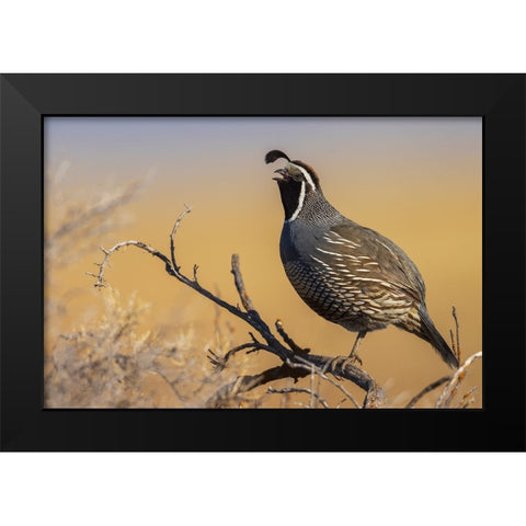 Male California quail calling Black Modern Wood Framed Art Print by Archer, Ken