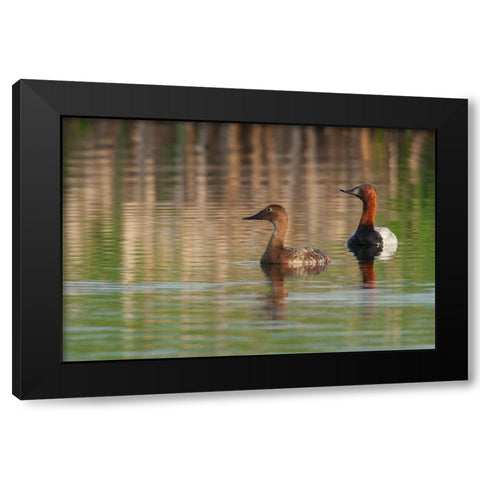 Canvasback pair Black Modern Wood Framed Art Print with Double Matting by Archer, Ken