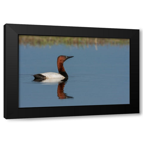 Canvasback drake Black Modern Wood Framed Art Print with Double Matting by Archer, Ken
