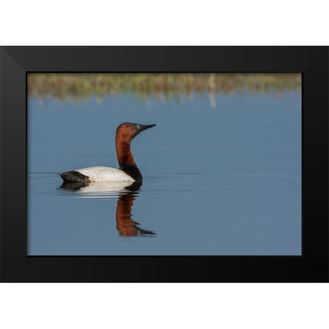 Canvasback drake Black Modern Wood Framed Art Print by Archer, Ken