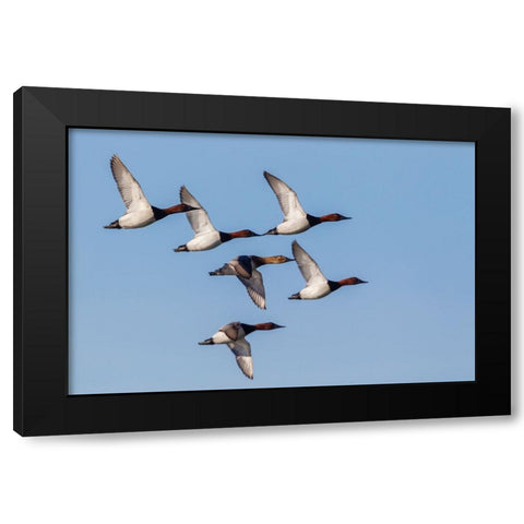 Canvasback flock-courtship flight Black Modern Wood Framed Art Print by Archer, Ken