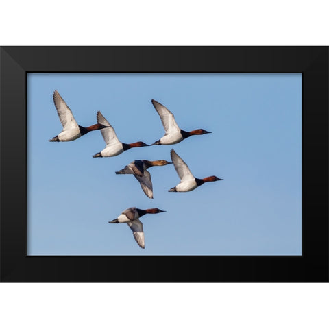 Canvasback flock-courtship flight Black Modern Wood Framed Art Print by Archer, Ken