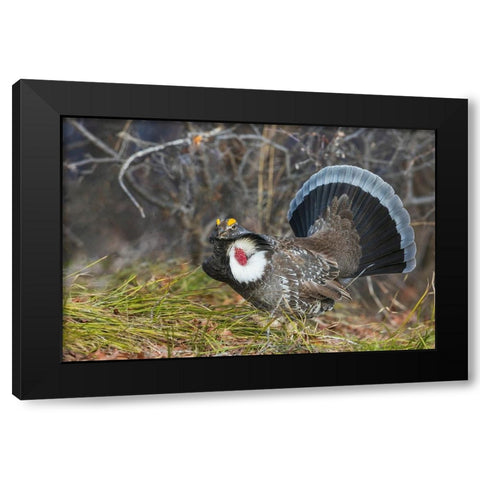 Dusky grouse-courtship display Black Modern Wood Framed Art Print with Double Matting by Archer, Ken