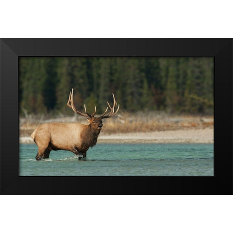 Bull elk bugling Black Modern Wood Framed Art Print by Archer, Ken
