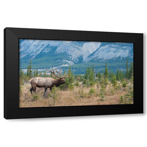 Bull elk in the Rockies Black Modern Wood Framed Art Print with Double Matting by Archer, Ken